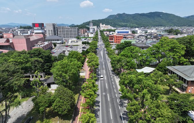 新緑の並木道